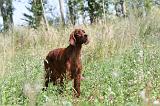 SETTER IRLANDAIS 081